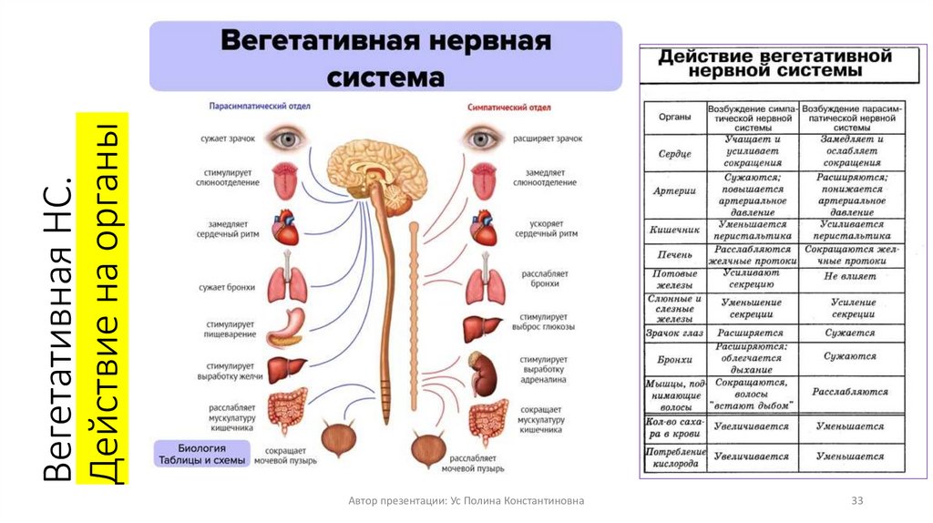 Вегетативная НС. Действие на органы