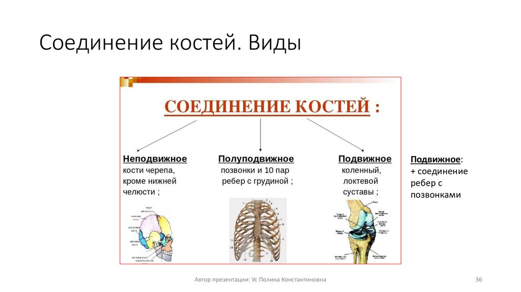 Соединение костей. Виды