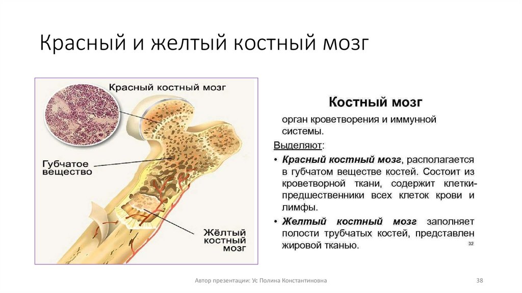 Питание кости обеспечивает. Желтый костный мозг трубчатой кости. Клеточный состав желтого костного мозга. Трубчатая кость желтый костный мозг. Красный костный мозг функции расположение.