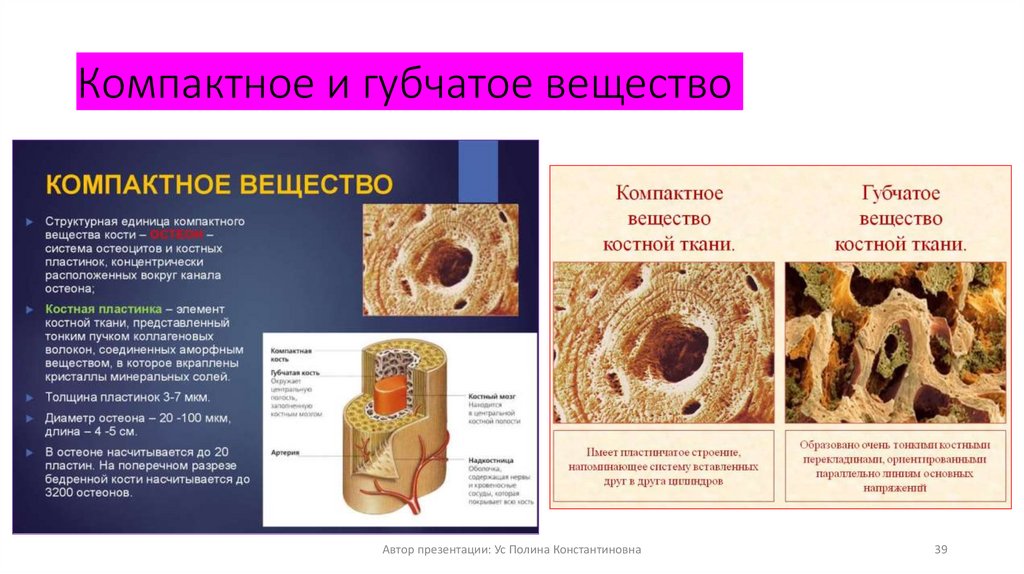 Компактное и губчатое вещество