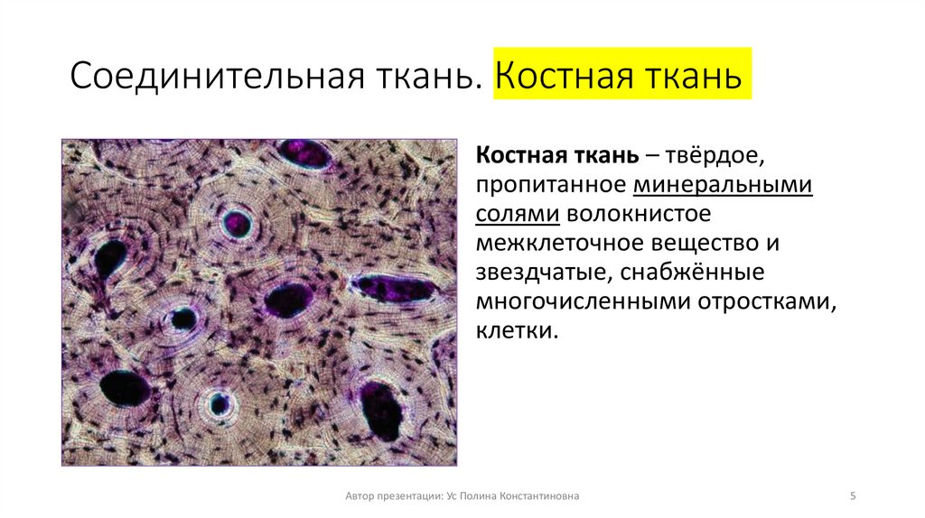Соединительная ткань. Костная ткань