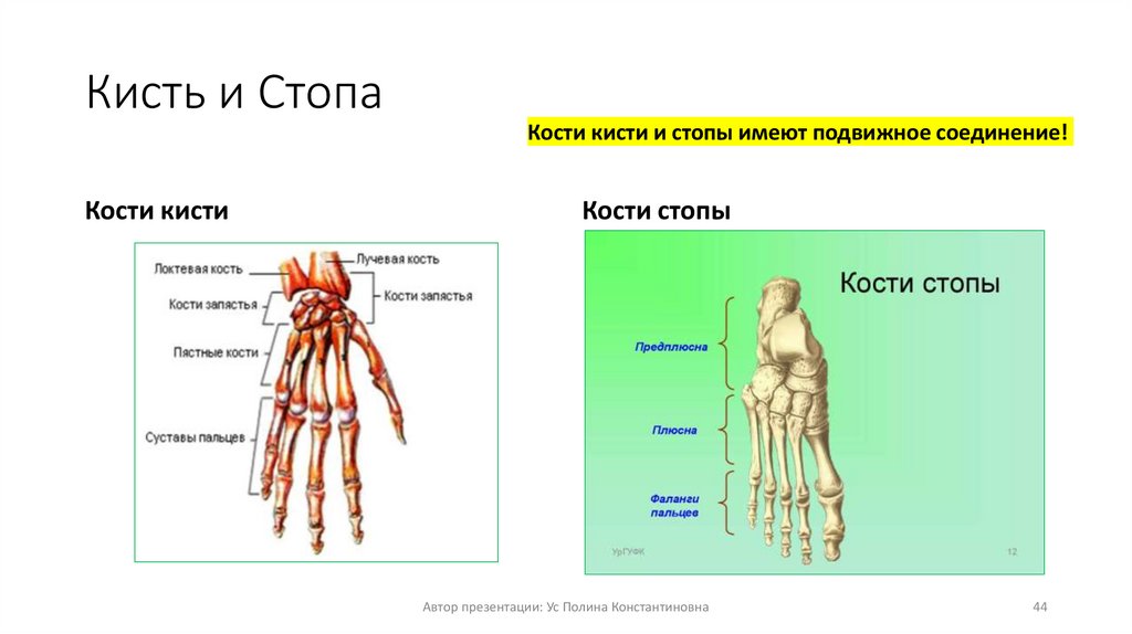 Кисть и Стопа