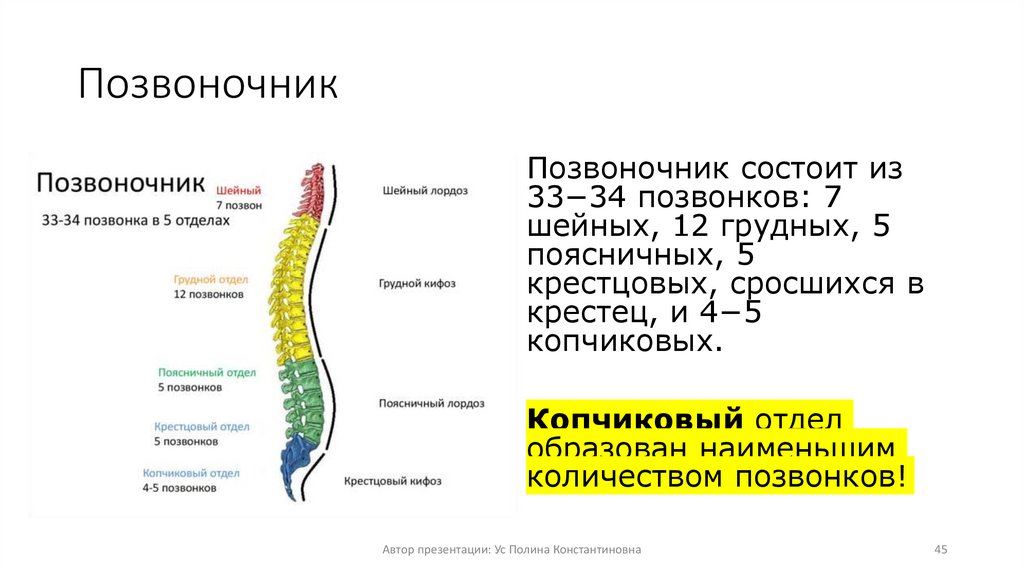 Позвоночник