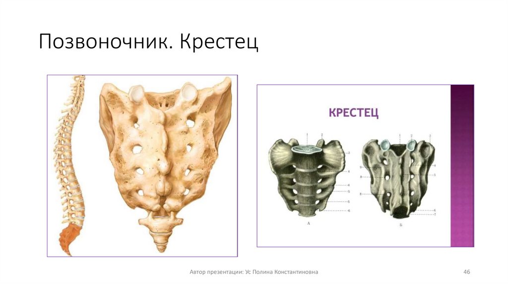 Позвоночник. Крестец