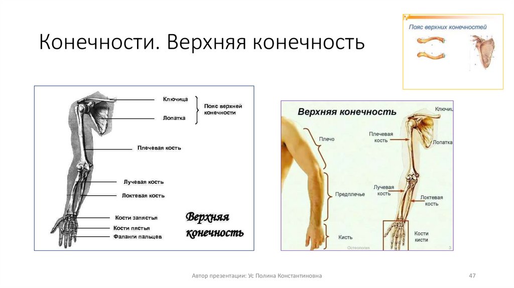 Конечности. Верхняя конечность