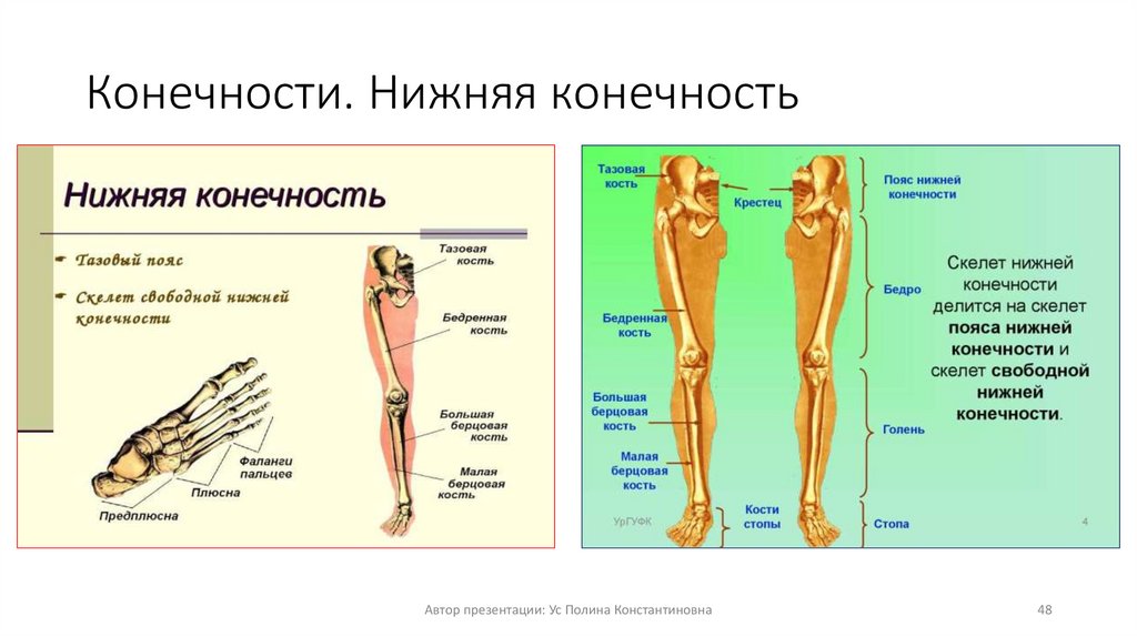 Конечности. Нижняя конечность