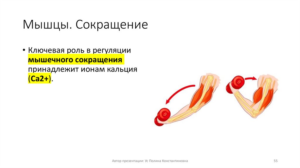 Мышцы. Сокращение