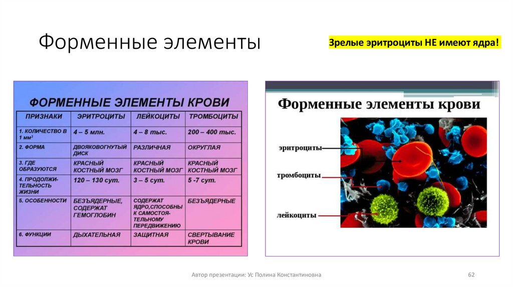 Форменные элементы
