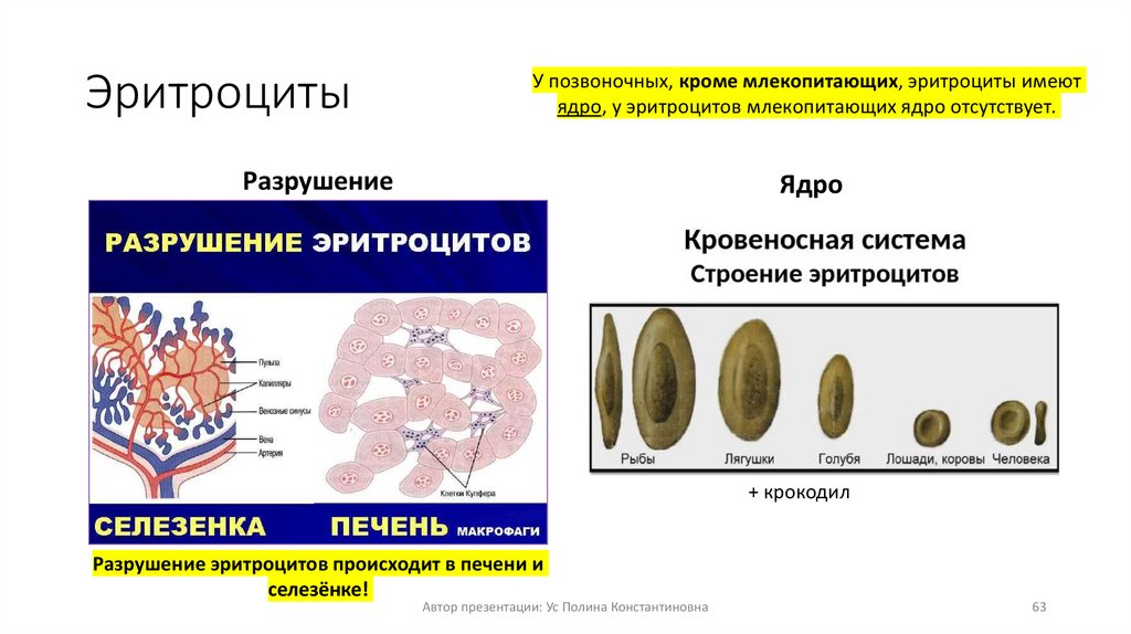 Эритроциты