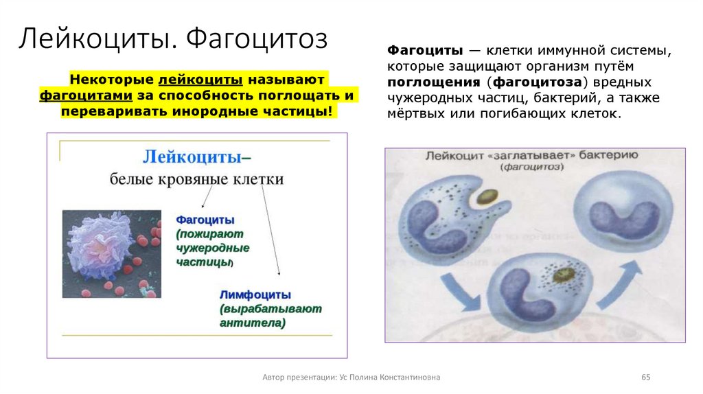 Лейкоциты. Фагоцитоз