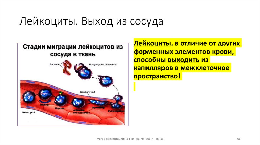 Лейкоциты. Выход из сосуда