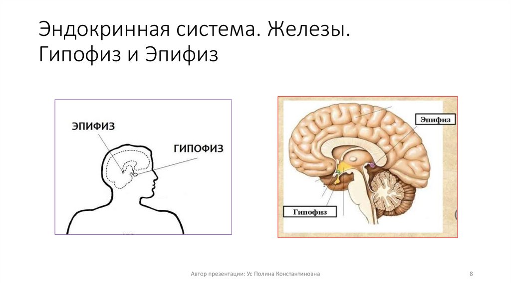 Эндокринная система. Железы. Гипофиз и Эпифиз