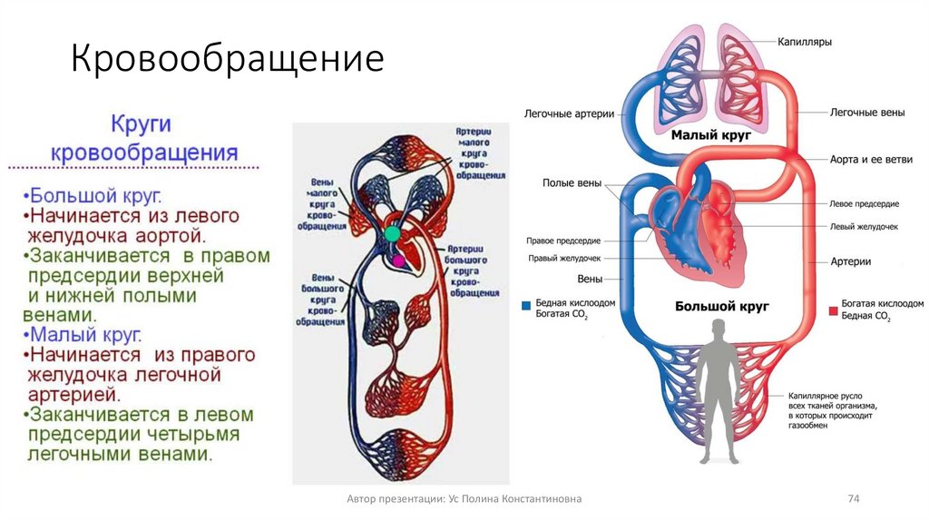 Кровообращение