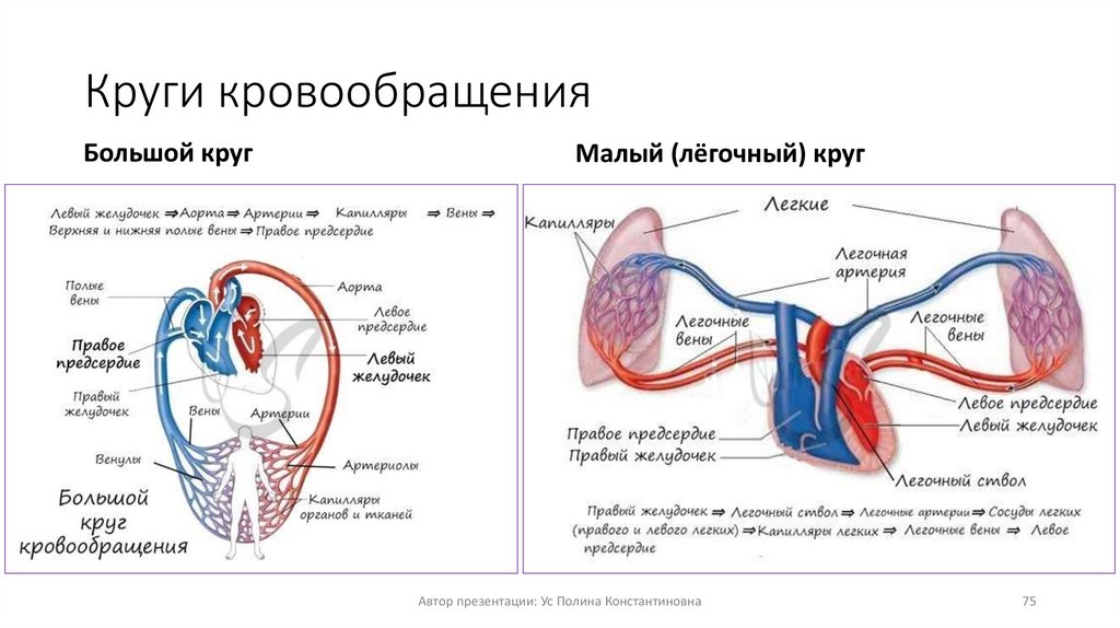 Круги кровообращения