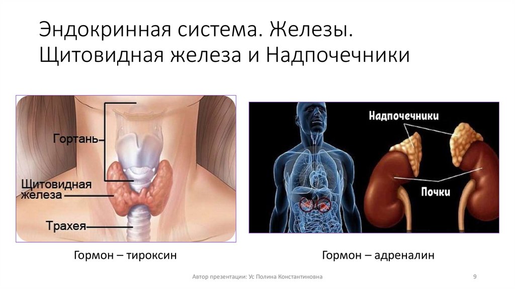 Эндокринная система. Железы. Щитовидная железа и Надпочечники