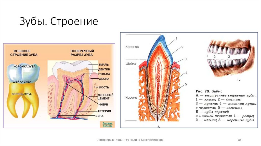 Зубы. Строение