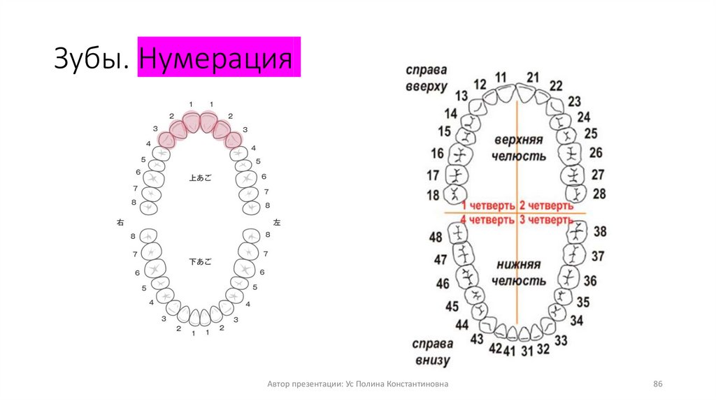 Зубы. Нумерация