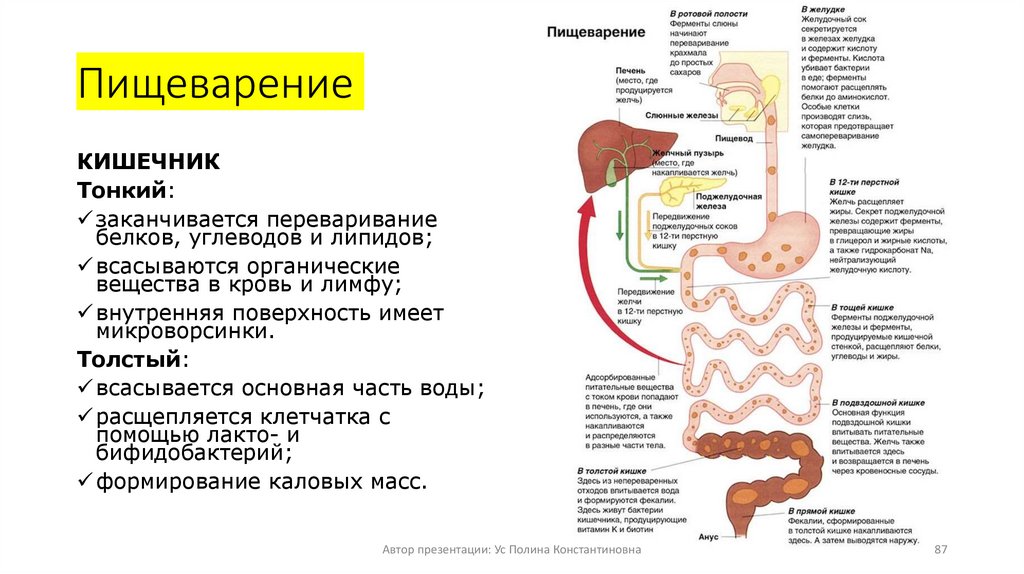 Пищеварение
