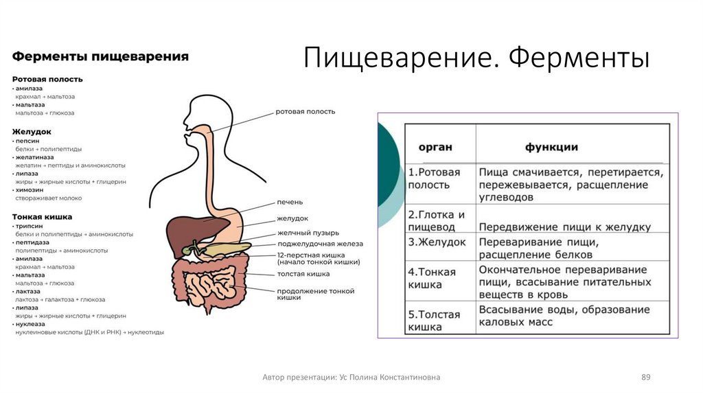Пищеварение. Ферменты
