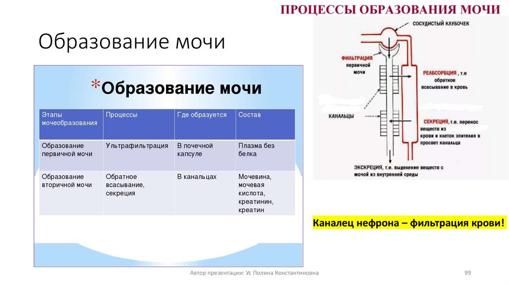Образование мочи