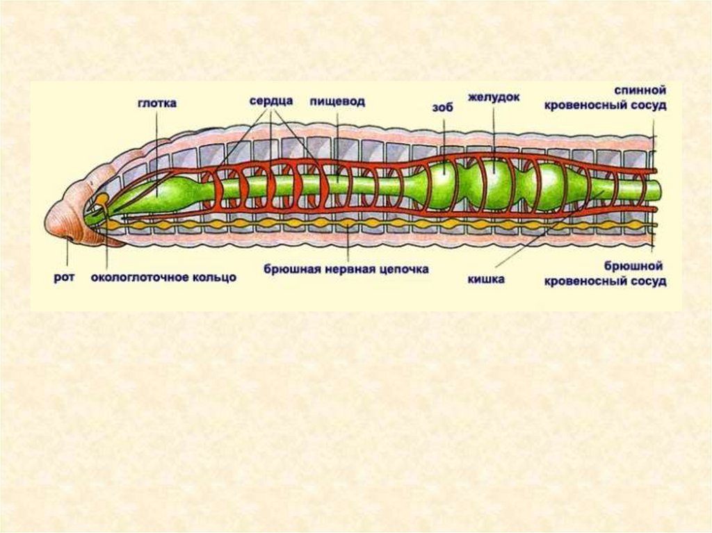 Задание дождевой червь. Системы органов кольчатых червей. Дыхательная система кольчатых червей 7 класс. Анатомия кольчатого червя. Тип кольчатые черви внутреннее строение.