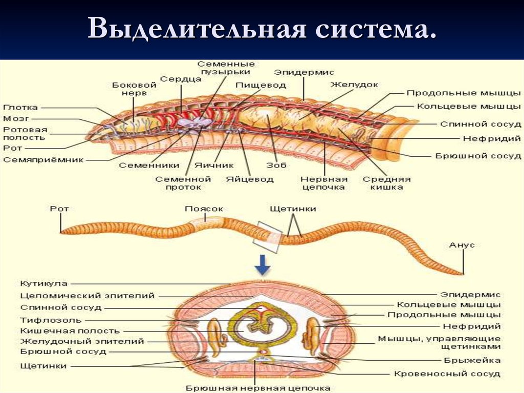 Рисунок система органов червя