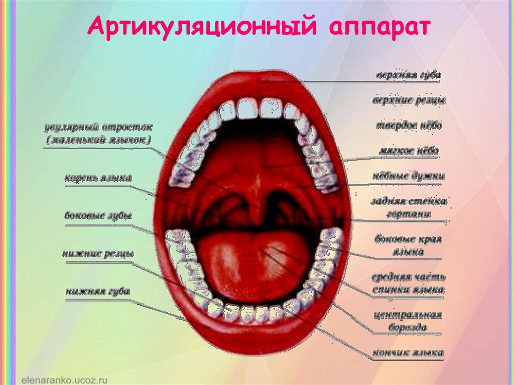 Органы артикуляции. Артикуляционный аппарат. Схема артикуляционного аппарата. Строение артикуляционного аппарата. Строение артикуляционного аппарата человека.