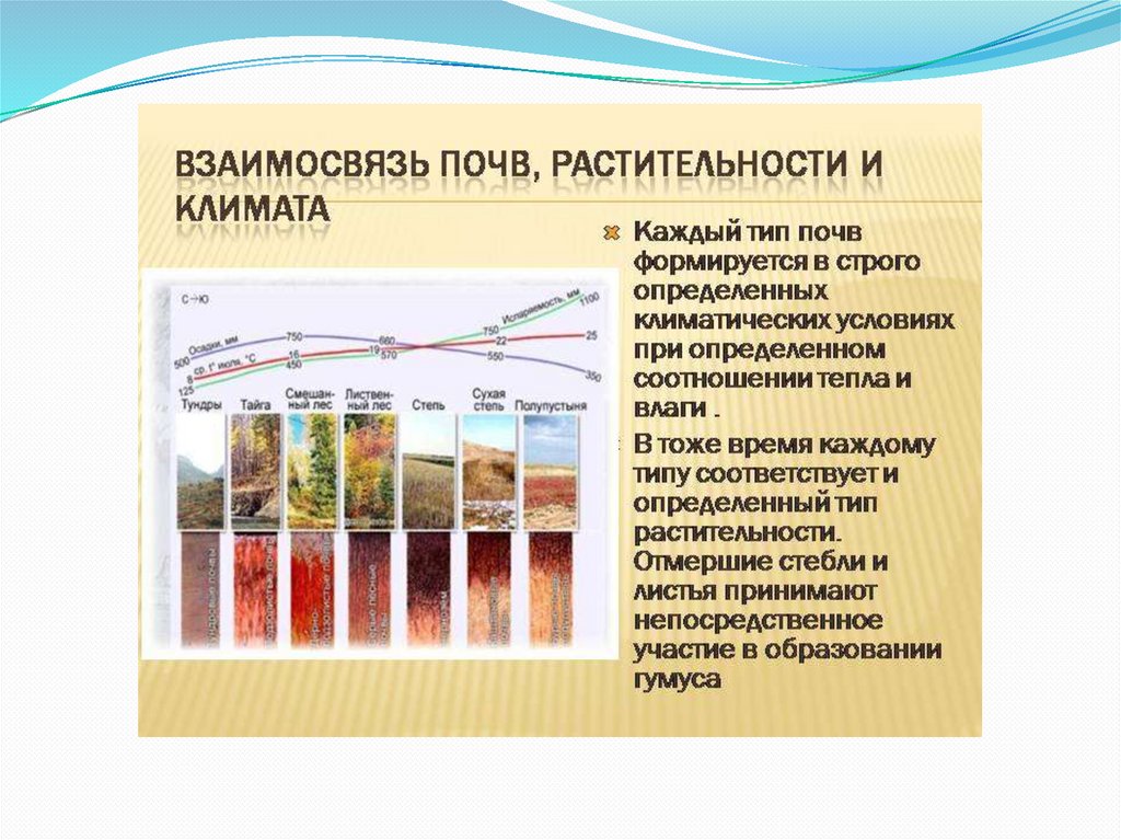 Распространение почв. Распространение почв в России. Почвы России презентация. Почвы России кратко. Наиболее распространенные почвы России.