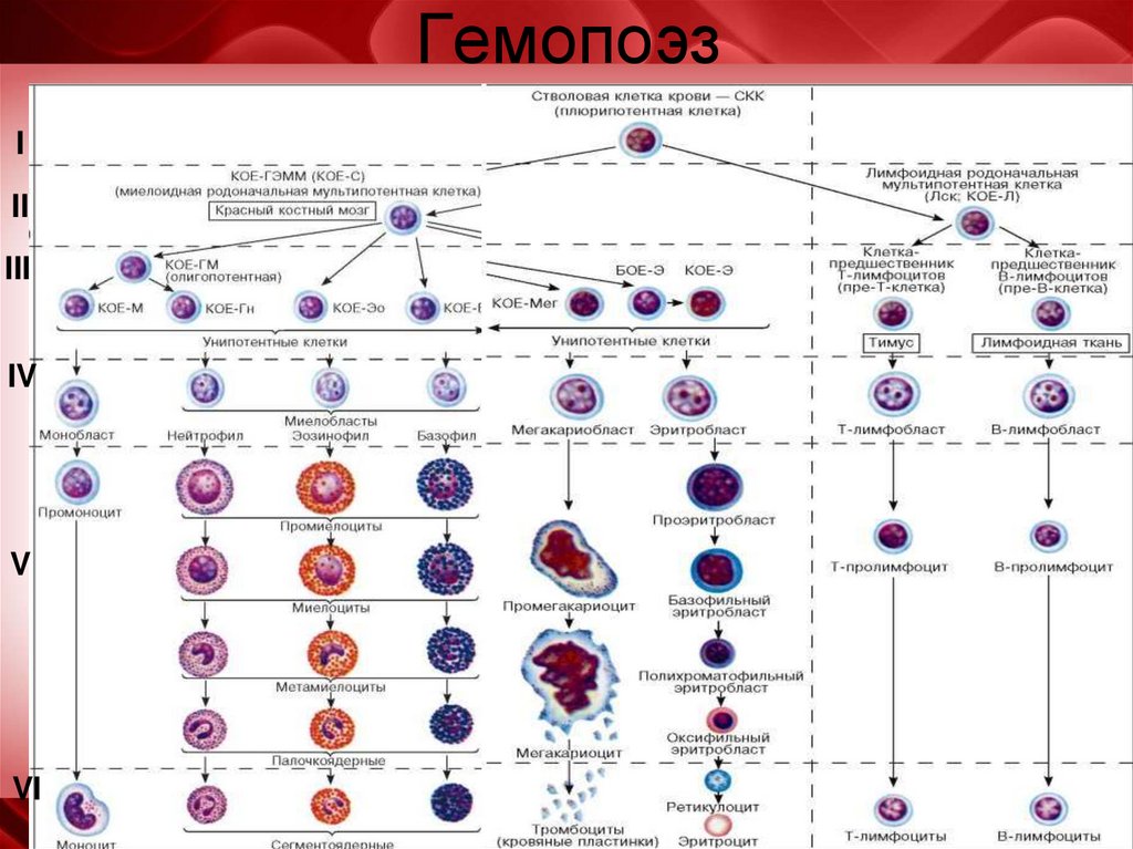 Развитие клеток крови. Постэмбриональный гемопоэз схема кроветворения. Созревание клеток крови схема. Схема кроветворения стволовая клетка. Образование клеток крови схема.