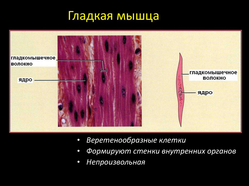Клетки гладкой мускулатуры сокращаются. Клетки гладкой мускулатуры. Гладкие мышцы. Строение гладкой мускулатуры. Гладких мышц.