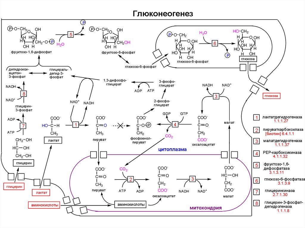 Глюконеогенез из лактата схема