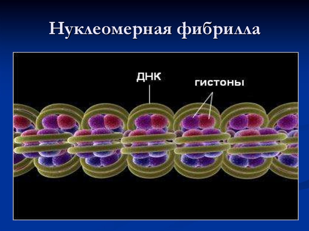 Нуклеосома. Уровни компактизации ДНК - online presentation
