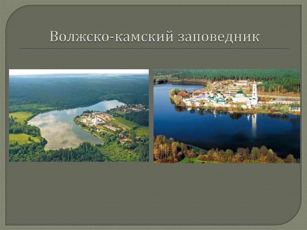 Волжско камский заповедник рисунок