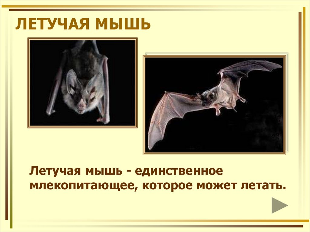 Рукокрылые млекопитающие примеры. Интересные факты о летучих мышах. Удивительные факты про летучую мышь. Сообщение о летучей мыши. Летучая мышь для презентации.