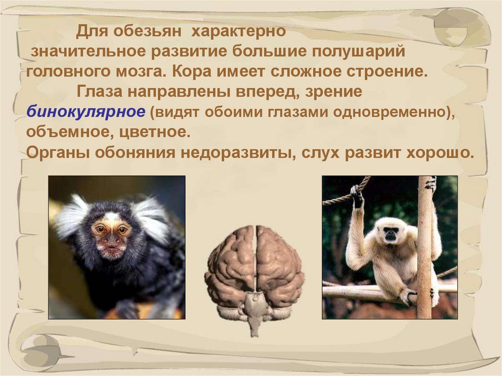Приматы какое развитие. Строение обезьяны. Приматы отряды млекопитающих. Строение шимпанзе. Строение приматов.