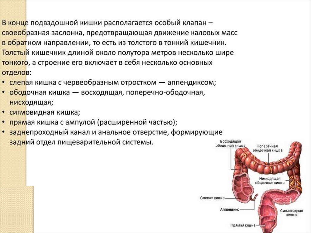 Какие три слоя различают в стенке пищеварительного тракта