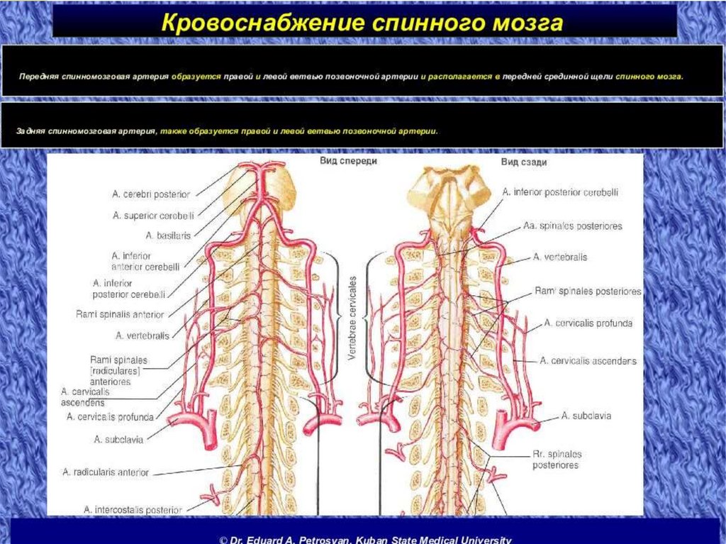 Спинальный кровообращение. Задняя спинномозговая артерия анатомия. Спинномозговые ветви позвоночной артерии. Кровоснабжение спинного мозга анатомия. Схема кровоснабжения головного и спинного мозга.