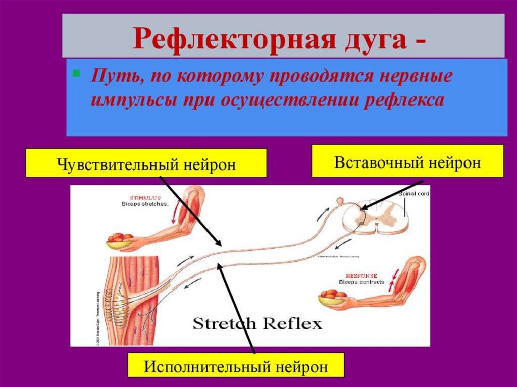 Фото рефлекторной дуги