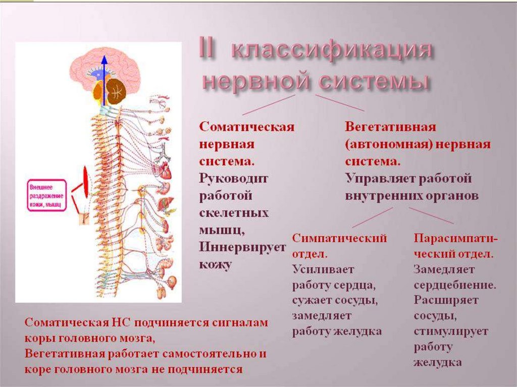 Иннервируемые органы соматической нервной системы. Соматическая нервная система. Соматическая неврна ясистема. Соматическая и вегетативная нервная система. Соматический и вегетативный отделы нервной системы.