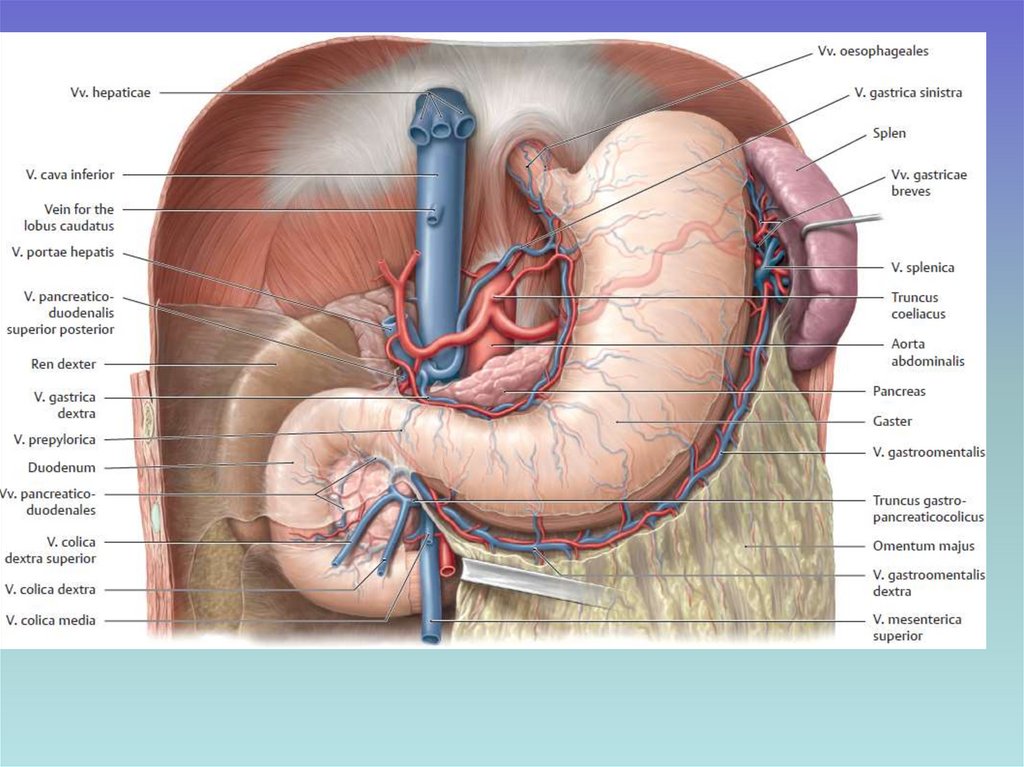 Селезенка орган брюшной полости человека. Топография селезенки кровоснабжение. Кровоснабжение селезенки анатомия. Селезенка анатомия топография.