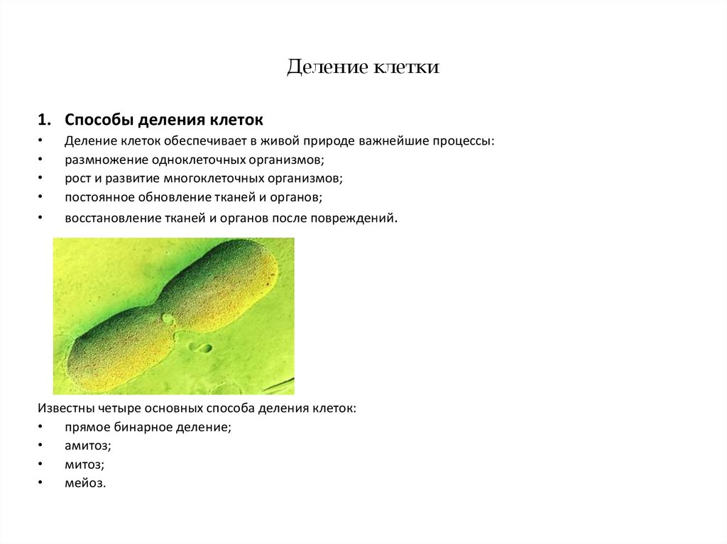 Какие способы деления характерны для клеток