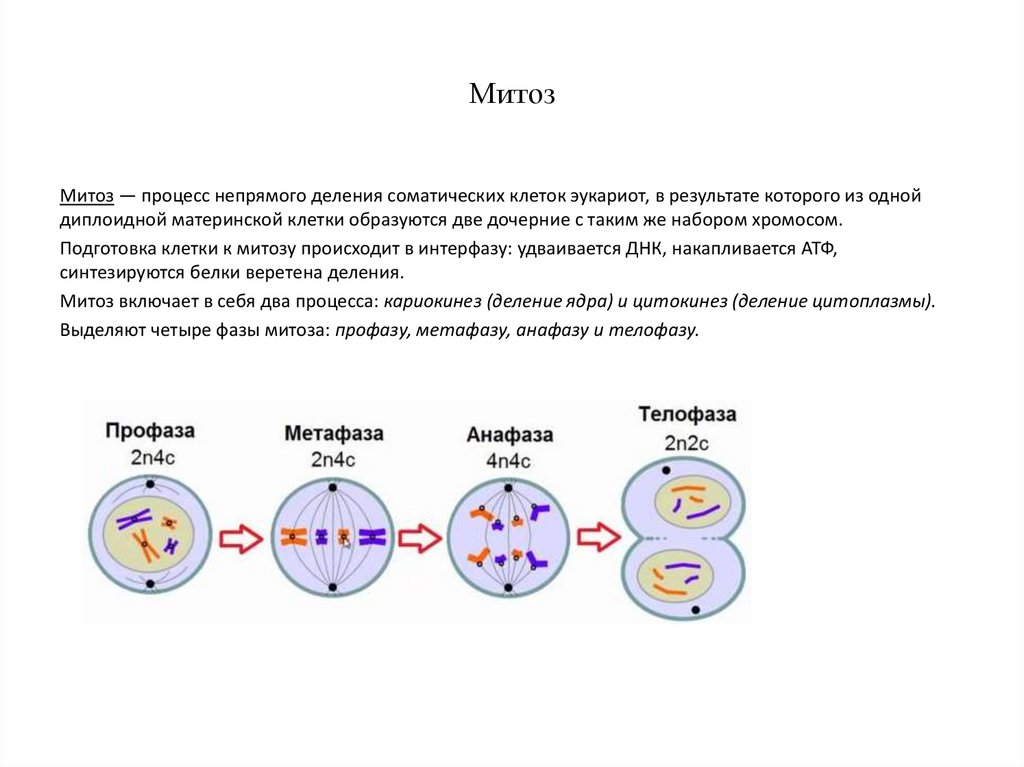 Схема митотического деления диплоидной клетки. Митоз деление соматических клеток. Деление характерное для соматических клеток