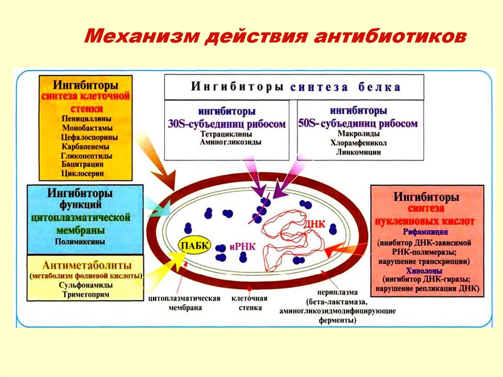 Действие антибиотиков