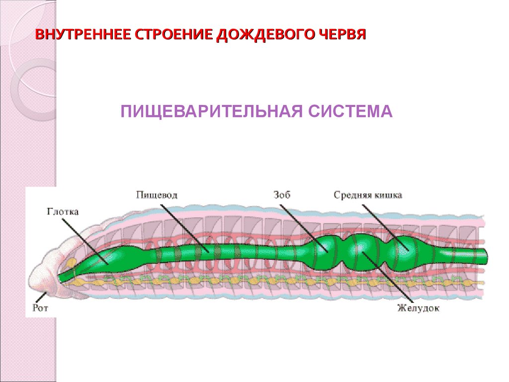Пищеварительная система органов кольчатых червей. Малощетинковые черви строение. Кольчатые черви пищеварительная. Пищевар система дождевого червя. Малощетинковые кольчатые черви строение.