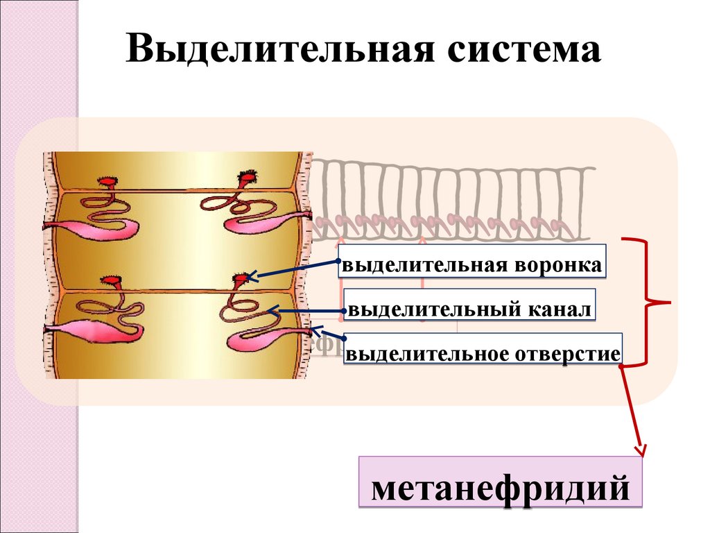 Метанефридии. Выделительная система метанефридии. Метанефридии кольчатых червей. Метанефридий строение. Метанефридии функции.