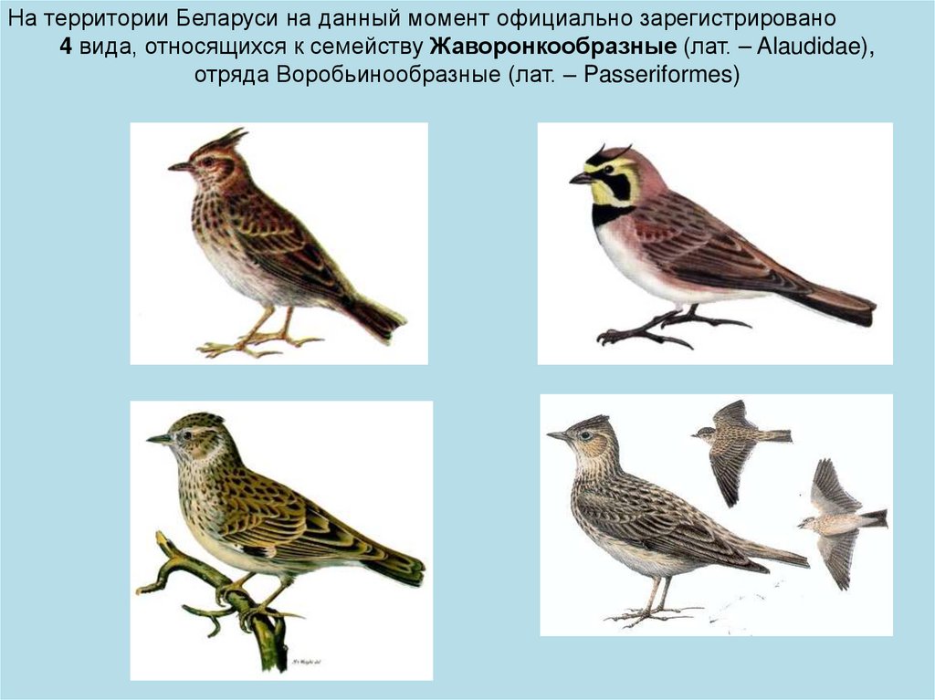 Воробьинообразные птицы таблица. Отряд Воробьинообразные. Систематика воробьинообразных. Отряд Воробьинообразные общая характеристика. Таксономические названия начиная с наименьшего Воробьинообразные.