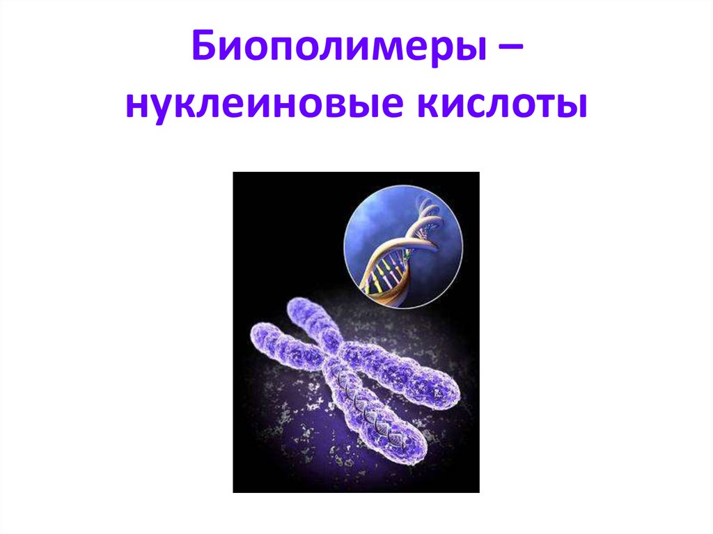Животные биополимеры. Нуклеиновые кислоты это биополимеры. Нуклеиновые кислоты презентация. Биополимеры картинки. Биополимеры в медицине.