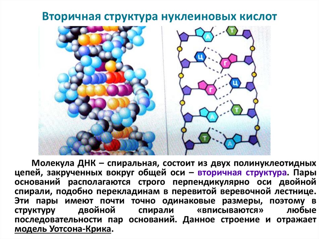 Биополимеры нуклеиновые кислоты