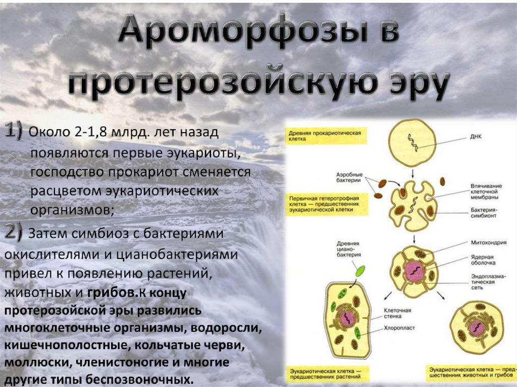 Появление первых эукариот эра. Основные ароморфозы протерозойской эры таблица. Ароморфозы клетки. Появление и развитие эукариотических клеток. Ароморфозы клетки эукариотической клетки.