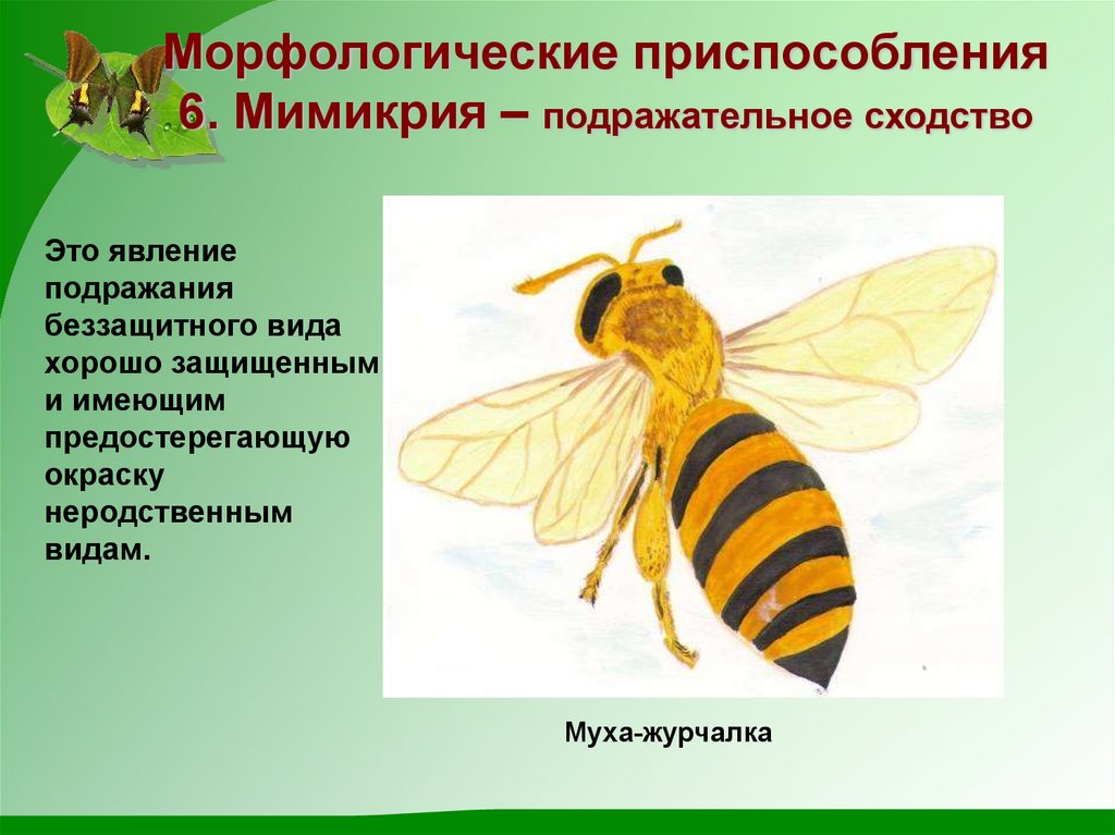 Пчела предупреждающая окраска. Муха журчалка Мимикрия. Муха журчалка среда обитания. Муха журчалка Тип окраски. Оса Муха журчалка пчела.
